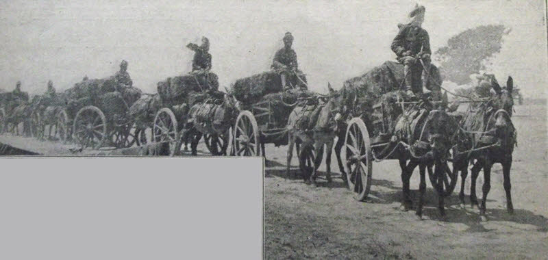 Indian troops bringing forrage for mules, Gallipoli 