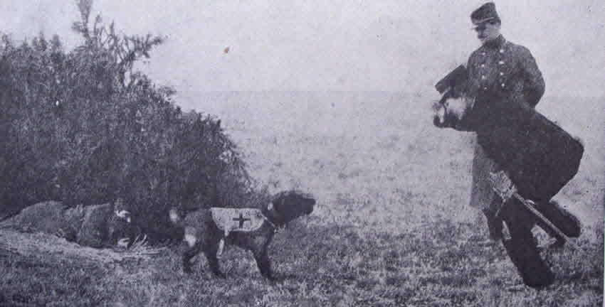 Military Rescue Dog, c.1914 