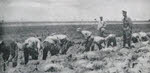 Austrian POWs digging Russian defences, 1915 