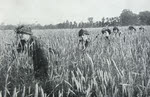 British troops in cornfield near Caen 