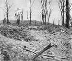 Caillette Wood near Verdun 