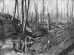 Forest on Alsace Front, First World War 
