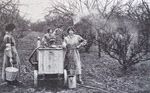 Women's Land Army spraying fruit trees, Maidstone 