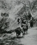 Mule Train on Burma Front 