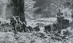 US Troops leading pack animals, Ledo Road 