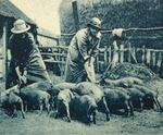 Pigs at Women's Farm Colony, Heathfield 