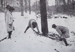 Women's Forestry Corps felling a tree 