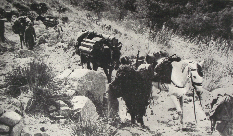 French Mule Train at Castelforte 