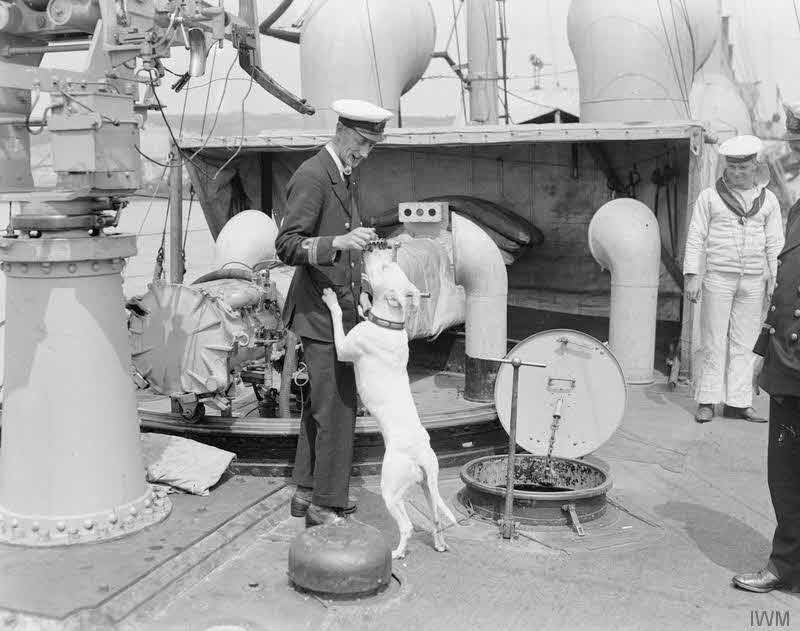 Ship's Mascot on HMS Swift 