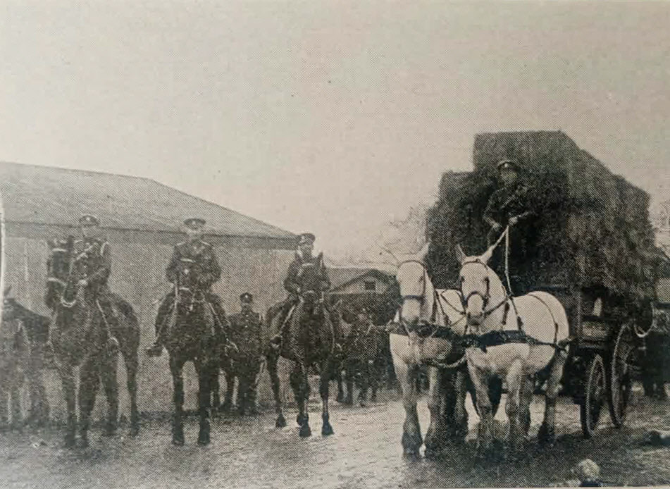 Three Hunters and two Heavy Draught Horses for Sale, c.1919 