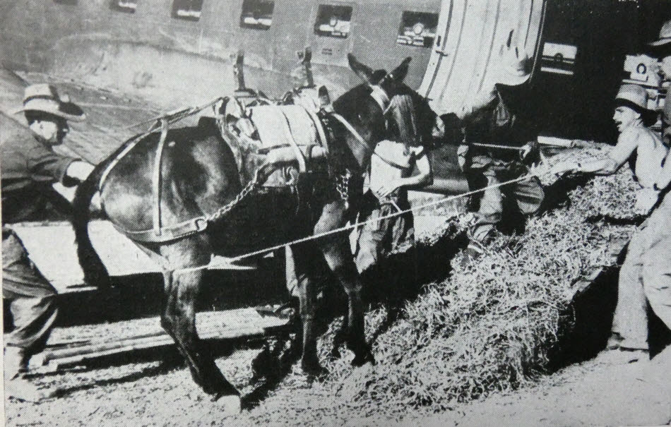 Loading a Mule into an Aircraft, Burma 