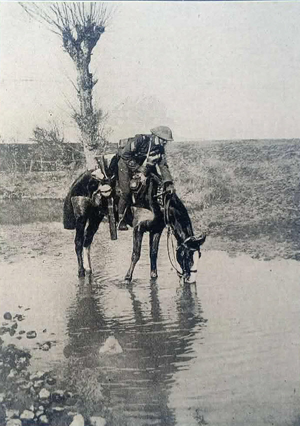 Horseman of Northamptonshire Yeomany, Italy, 1918-19 