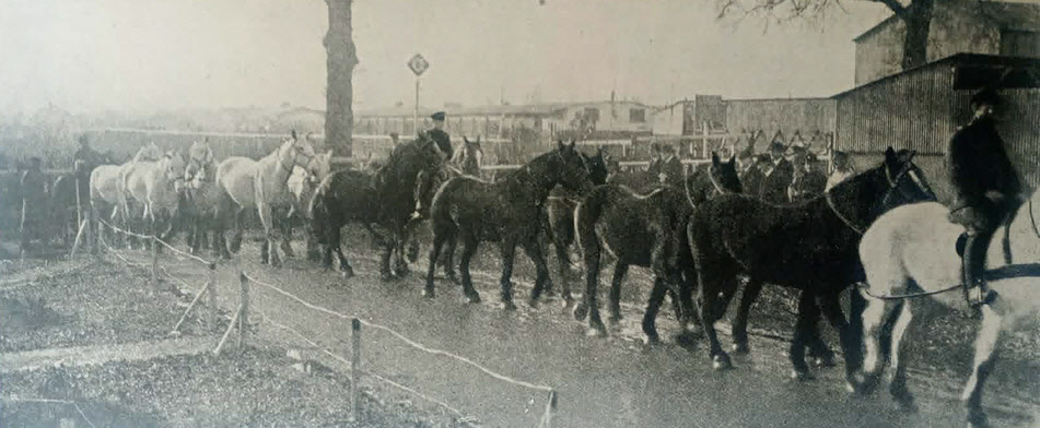 Parade of Draught Horses for sale, c.1919 