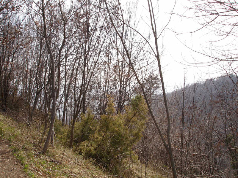 Battle of Piave, 15-23 June 1918 (10 of 10) 