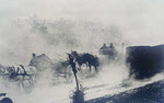 German Horse Transport, 1941 