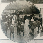 Horses being sold at Romsey or Swythling 