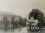 Three Hunters and two Heavy Draught Horses for Sale, c.1919 