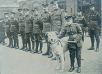 Mascot of Irish Guards, March 1918 