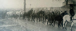 Parade of Draught Horses for sale, c.1919 